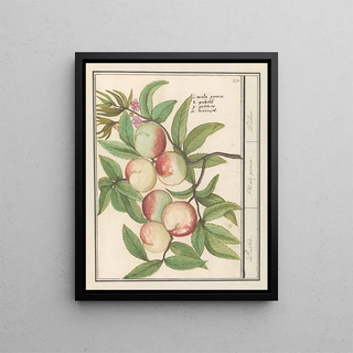 Anselmus Botius de Boodt - Perziken Persiken Mala persica Pechier.webp