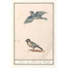 Reproduktion des Gemäldes Blaumeise Cyanistes caeruleus und Kohlmeise Parus major - Anselmus Botius de Boodt