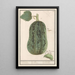 Kürbis Cucurbita pepo 1 Kürbis 2 Gurke 1 Pepo 2 Gurke 1 Kürbis 2 Essiggurke - Anselmus Botius de Boodt — gerahmtes Bild an der Wand
