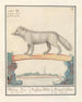 Poolvos Vulpes lagopus Witten Vos Vulpes Alba Renard blanc de Laponie - Anselmus Botius de Boodt — Ansicht des Kunstwerks