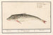 Poon Triglidae Wijting Asellus Mollis Merlangius Merlan - Anselmus Botius de Boodt — Ansicht des Kunstwerks