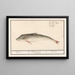 Poon Triglidae Wijting Asellus Mollis Merlangius Merlan - Anselmus Botius de Boodt — gerahmtes Bild an der Wand