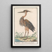 Reproduktion des Gemäldes Heron fürpurpel Ardea purpurea - Anselmus Botius de Boodt