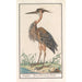 Reproduktion des Gemäldes Heron fürpurpel Ardea purpurea - Anselmus Botius de Boodt