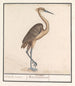Heron Ardea - Anselmus Botius de Boodt — Ansicht des Kunstwerks