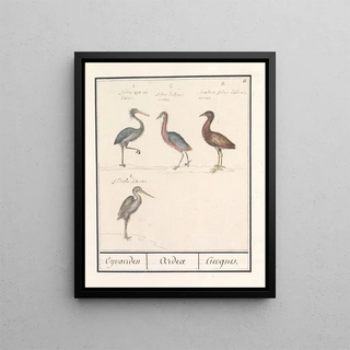 Anselmus Botius de Boodt - Reigers Ardeidae.webp