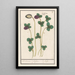 Roter Klee Trifolium pratense Klee Claevers Trifolium Klee - Anselmus Botius de Boodt — gerahmtes Bild an der Wand