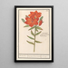 Reproduktion des Gemäldes Lis rouge Lilium Roode Lelie Martagon lilium Cruentum Lis rouge - Anselmus Botius de Boodt