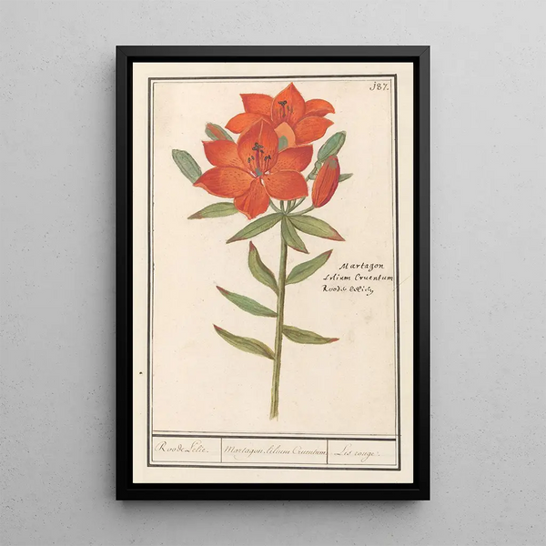 Anselmus Botius de Boodt - Rode lelie Lilium Roode Lelie Martagon lilium Cruentum Lis rouge.webp