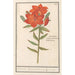 Reproduktion des Gemäldes Lis rouge Lilium Roode Lelie Martagon lilium Cruentum Lis rouge - Anselmus Botius de Boodt