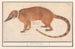 Coati mit roter Nase oder Nasua nasua Mus indicus - Anselmus Botius de Boodt — Ansicht des Kunstwerks