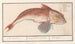 Grondin rot Chelidonichthys lucerna, Roobaerd Coccyx bellonii, Cuculus Rouget - Anselmus Botius de Boodt — Ansicht des Kunstwerks