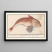 Grondin rot Chelidonichthys lucerna, Roobaerd Coccyx bellonii, Cuculus Rouget - Anselmus Botius de Boodt — gerahmtes Bild an der Wand