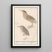 Butor étoilé Botaurus stellaris 1 naghtrave 2 id 1 Nicticorax caprimulg 2 id Engoulevent 2 id - Anselmus Botius de Boodt