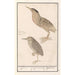 Butor étoilé Botaurus stellaris 1 naghtrave 2 id 1 Nicticorax caprimulg 2 id Engoulevent 2 id - Anselmus Botius de Boodt