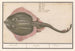 Rog Batoidea des Rajomorphii Rocche Raya Raie - Anselmus Botius de Boodt — Ansicht des Kunstwerks