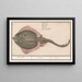 Rog Batoidea des Rajomorphii Rocche Raya Raie - Anselmus Botius de Boodt — gerahmtes Bild an der Wand