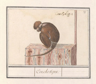 Roodkopmangabey Cercocebus torquatus Corchosipus Une Rillow Une Wanderow - Anselmus Botius de Boodt — Ansicht des Kunstwerks