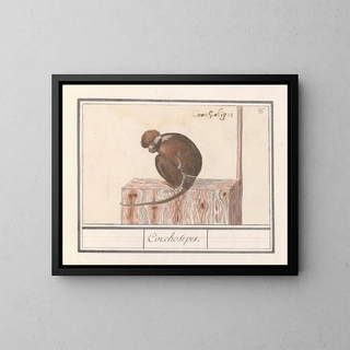 Roodkopmangabey Cercocebus torquatus Corchosipus Une Rillow Une Wanderow - Anselmus Botius de Boodt — gerahmtes Bild an der Wand