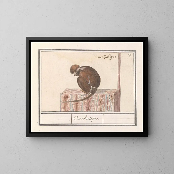 Roodkopmangabey Cercocebus torquatus Corchosipus Une Rillow Une Wanderow - Anselmus Botius de Boodt — gerahmtes Bild an der Wand