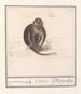 Roodkopmangabey Cercocebus torquatus aep de Mangabaij Cebus Mangabeij - Anselmus Botius de Boodt — Ansicht des Kunstwerks