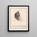 Roodkopmangabey Cercocebus torquatus aep de Mangabaij Cebus Mangabeij - Anselmus Botius de Boodt — gerahmtes Bild an der Wand