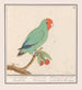 Roodmaskeragapornis Agapornis pullarius Oostindische Mussche Psittacus Minimus - Anselmus Botius de Boodt — Ansicht des Kunstwerks