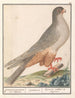 Faucon à pieds rouges Falco vespertinus faucons gris de Caijenne Sperverius Épervier cendré de Caijenne - Anselmus Botius de Boodt — Ansicht des Kunstwerks