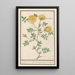 Reproduktion des Gemäldes Rose Rosa enkel geluwe roose Rosa lutea simplex rose jeaune fleur simple - Anselmus Botius de Boodt