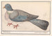 Taube biset Columba livia - Anselmus Botius de Boodt — Ansicht des Kunstwerks