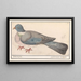 Taube biset Columba livia - Anselmus Botius de Boodt — gerahmtes Bild an der Wand