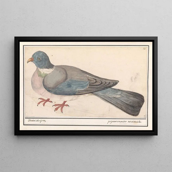 Anselmus Botius de Boodt - Rotsduif Columba livia.webp