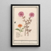 Reproduktion des Gemäldes Blumen Rose Unbekannte und Calendula officinalis - Anselmus Botius de Boodt