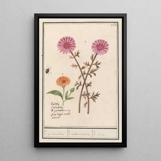 Anselmus Botius de Boodt - Roze bloem onbekend en goudsbloem Calendula officinalis.webp