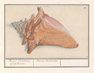 Korb der Nebel rosa Strombus gigas Rose Couleure Laphoorn Murex aculeatus - Anselmus Botius de Boodt — Ansicht des Kunstwerks