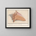 Korb der Nebel rosa Strombus gigas Rose Couleure Laphoorn Murex aculeatus - Anselmus Botius de Boodt — gerahmtes Bild an der Wand