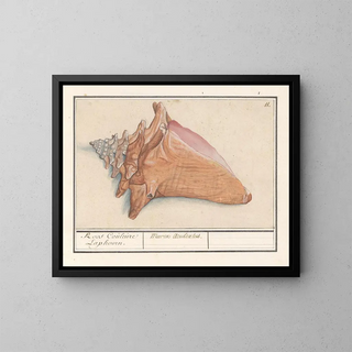 Korb der Nebel rosa Strombus gigas Rose Couleure Laphoorn Murex aculeatus - Anselmus Botius de Boodt — gerahmtes Bild an der Wand