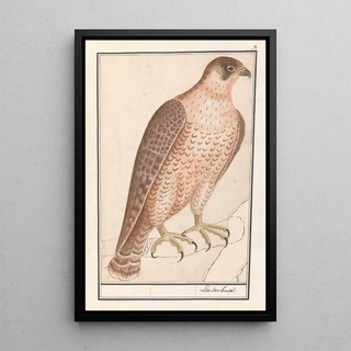 Anselmus Botius de Boodt - Sakervalk Falco cherrug.webp