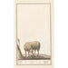Reproduktion des Gemäldes Schaf Ovis aries schaep Ram ovus aries brebis bellier - Anselmus Botius de Boodt