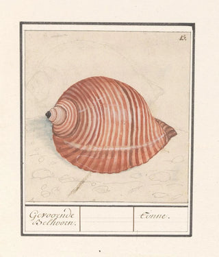 Anselmus Botius de Boodt - Schelp van een zeeslak Gevoornde Belhoorn Tonne.webp