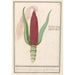 Mais ornamental Zea mays Rood turks Cooren frumentum indicum rubrum Bled de turquie rouge - Anselmus Botius de Boodt — Ansicht des Kunstwerks