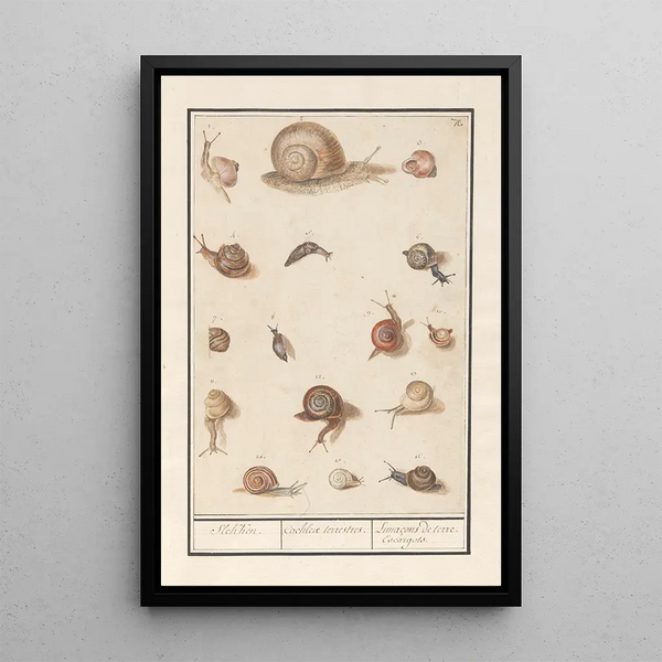 Anselmus Botius de Boodt - Slakken Slekken Cochleae terrestres Lunaons de terre Escargots.webp
