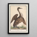 Anhinga Anhinga - Anselmus Botius de Boodt — gerahmtes Bild an der Wand