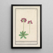 Primel Primula BakKruyd van Oostenrijk Primula Veris austriaca Prime verd Dautriche - Anselmus Botius de Boodt — gerahmtes Bild an der Wand