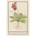 Primel Primula Roode Beeren oore Auricula ursi rubra Rote Aurikel - Anselmus Botius de Boodt — Ansicht des Kunstwerks