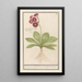 Primel Primula Roode Beeren oore Auricula ursi rubra Rote Aurikel - Anselmus Botius de Boodt — gerahmtes Bild an der Wand