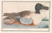 Enten-Souchet Anas clypeata - Anselmus Botius de Boodt — Ansicht des Kunstwerks