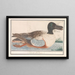 Enten-Souchet Anas clypeata - Anselmus Botius de Boodt — gerahmtes Bild an der Wand