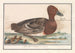 Enten-Schnatterer (Anas penelope) - Anselmus Botius de Boodt — Ansicht des Kunstwerks