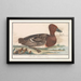 Enten-Schnatterer (Anas penelope) - Anselmus Botius de Boodt — gerahmtes Bild an der Wand